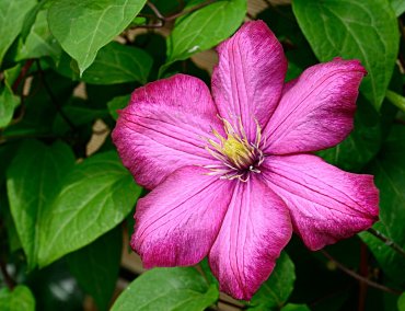 clematis-793754.jpg