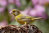 greenfinch-818185.jpg